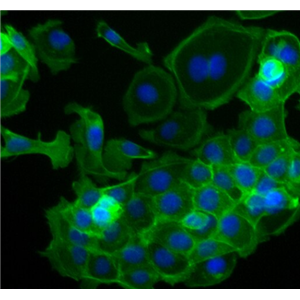 小鼠小气道平滑肌细胞,Mouse small airway smooth muscle cells