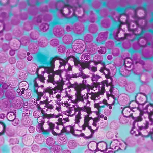 人 T 细胞激活 / 扩增试剂盒（T Cell Activation/Expansion Kit, human）,T Cell Activation/Expansion kit, human