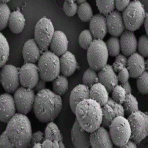 巯基修饰二氧化硅,Thiol-modified Silica