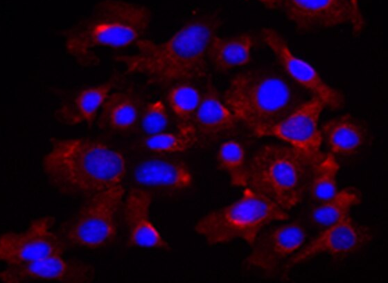 兔全骨髓细胞,Rabbit bone marrow cells