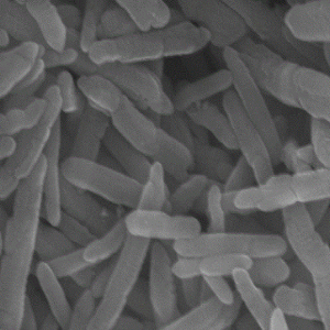 磁性纳米棒，Magnetic nanorods