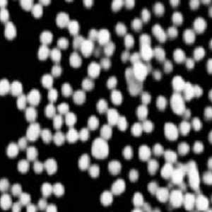 羧甲基葡聚糖修饰磁性纳米颗粒100nm,Carboxymethyl Dextran-Coated Magnetic Nanoparticles