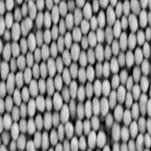 多聚赖氨酸修饰磁性纳米颗粒200nm