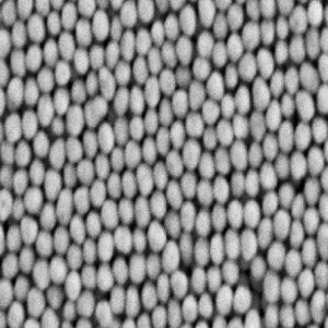 streptavidin-coated Au NPs，链霉亲和素(SA)修饰金纳米颗粒150nm