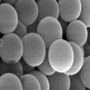 氨基中空介孔二氧化硅纳米颗粒,Amino Hollow Mesoporous Silica Nanoparticles