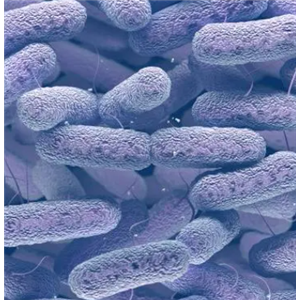 Aurantimonas Litoralis