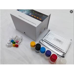 小鼠趋化因子21(CCL21/6Ckine)ELISA试剂盒,Mouse CCL21/6Ckine (C-C motif chemokine 21) ELISA Kit