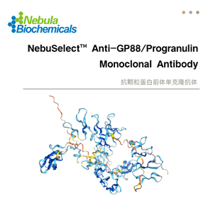 抗GP88  Progranulin (颗粒蛋白前体)抗体