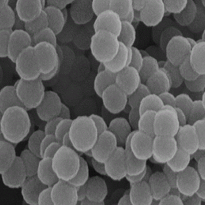 中空介孔碳纳米球,Hollow Mesoporous Carbon Nanospheres