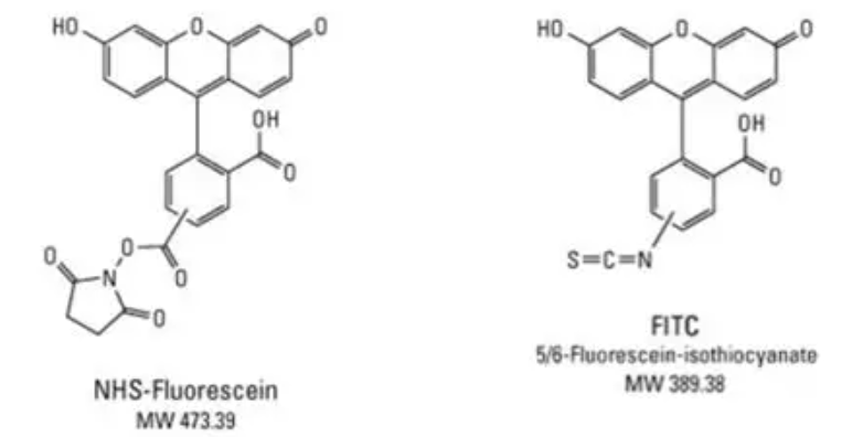 FITC-DL-高半胱氨酸,FITC-DL-Homocysteine