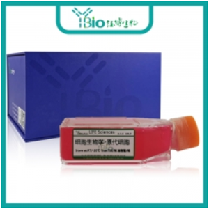 人小肠平滑肌细胞 YB-7033HPC,Human Small Intestine Smooth Muscle Cells