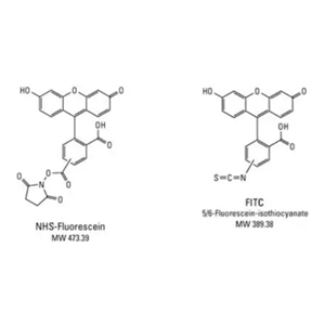 FITC-DL-高半胱氨酸,FITC-DL-Homocysteine