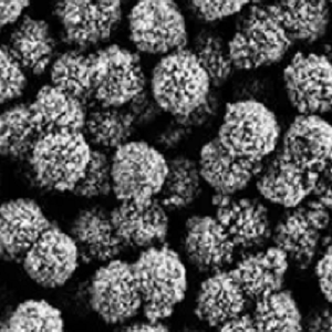 Oligo(dT)磁珠, 寡聚(dT)磁珠