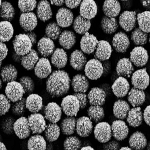 蛋白A磁珠，Protein A Magnetic Beads