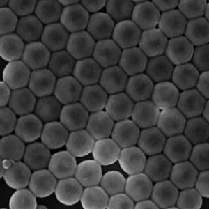 BSA蛋白修饰聚丙烯微球,BSA PP Particles