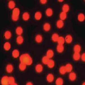 红色荧光修饰的聚丙烯微球,Red PP Fluorescent Particles