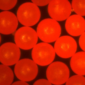 红色荧光修饰的聚乙烯微球，Red PE Fluorescent Particles