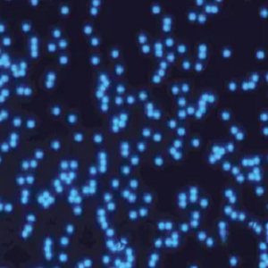 蓝色荧光修饰的聚乙烯醇微球,Blue PVA Fluorescent Particles