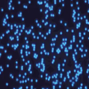 蓝色荧光修饰的AIE微球，Blue AIE Fluorescent Particles