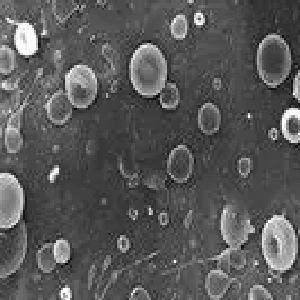 BSA修饰PLA微球,BSA PLA Particles