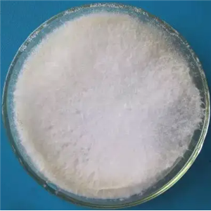 Nitratireductor Basaltis,Nitratireductor Basaltis