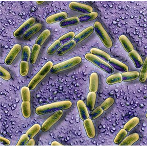 Cellvibrio Sp.,Cellvibrio Sp.