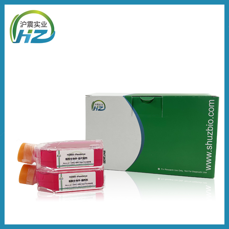 CT26.WT（小鼠结肠癌细胞）,CT26.WT