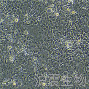 Caco-2（人结肠腺癌细胞）HZ-5190HC
