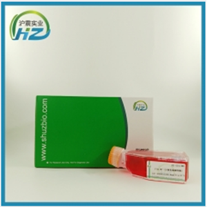 CT26.WT（小鼠结肠癌细胞）,CT26.WT