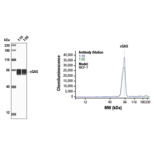 环鸟苷酸 - 腺苷酸合成酶（D1D3G）兔单克隆抗体,cGAS (D1D3G) Rabbit mAb