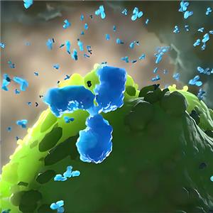 Biotinylated IL-17F蛋白,IL-17F