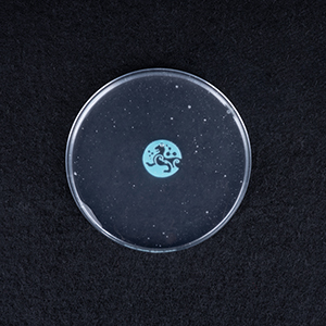 羧基化改性纳米纤维素,Carboxylated Cellulose Nanofibers, CCNF