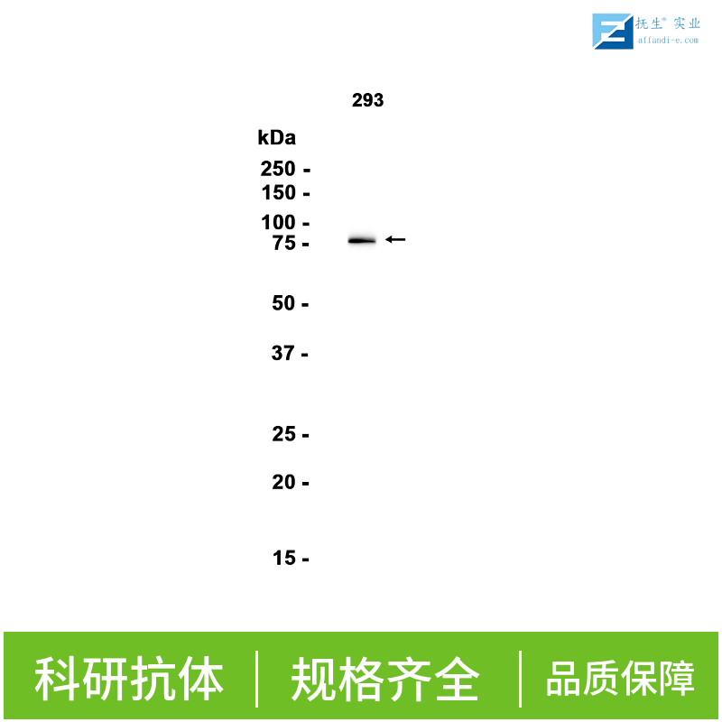 兜甲蛋白抗体,LOR/Loricrin Rabbit pAb
