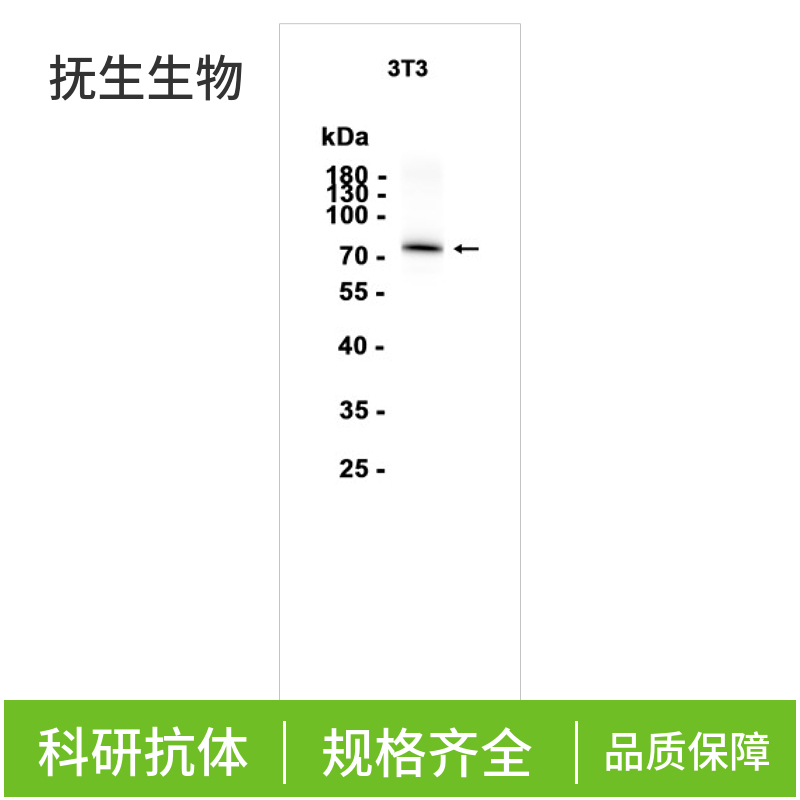 多药耐药蛋白/P-糖蛋白(C端)抗体,MDR1/P Glycoprotein Rabbit pAb