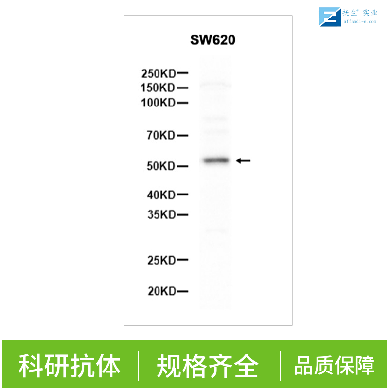 多药耐药蛋白/P-糖蛋白抗体,MDR1 Rabbit pAb