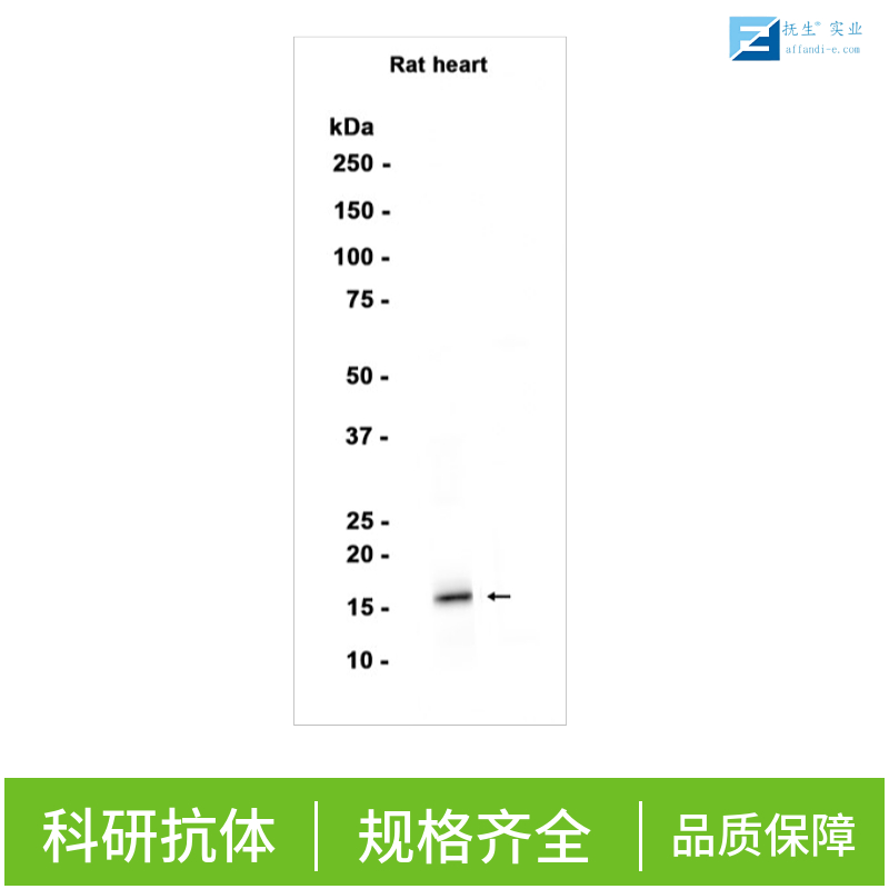肥大细胞蛋白酶4抗体,MCPT4 Rabbit pAb