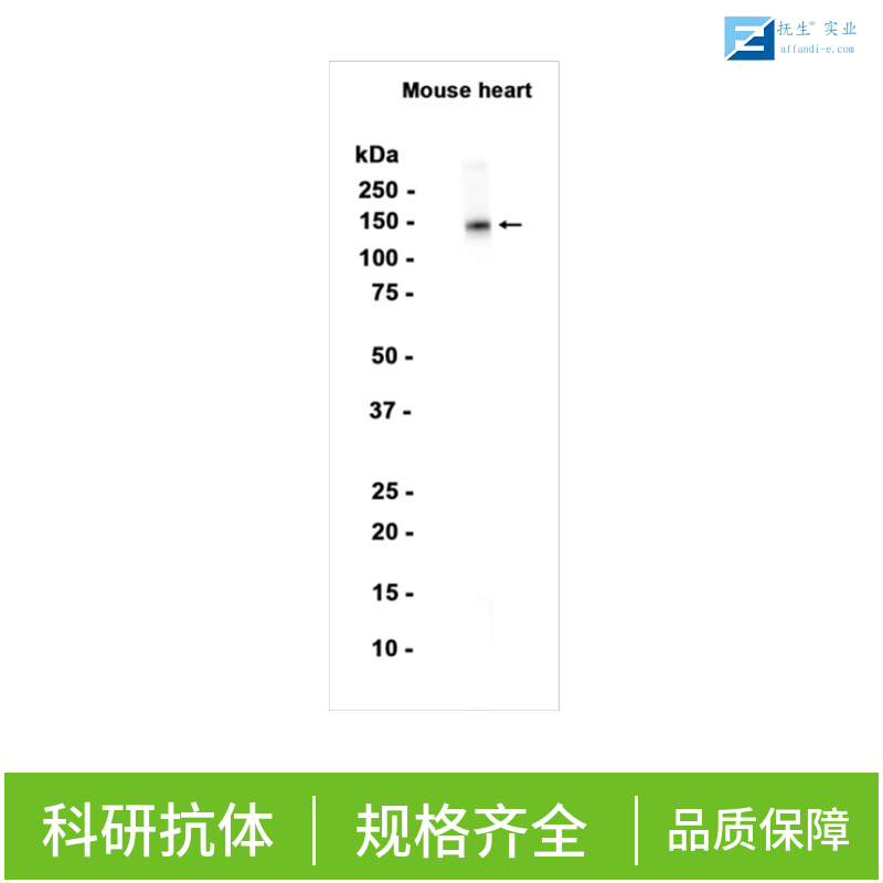 肺表面活性蛋白A抗体,SFTPA1 Rabbit pAb