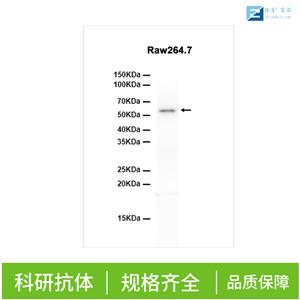 蛋白激酶MST抗体