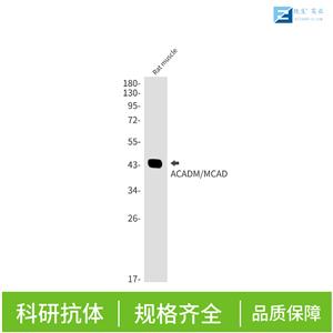 电压开启的钠离子通道SCN9A抗体