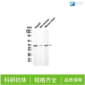 凋亡蛋白活性因子-1抗体（N端）