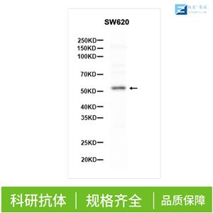 多巴胺β羟化酶抗体