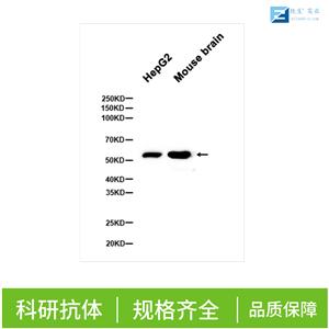 二肽氨基肽酶3抗体