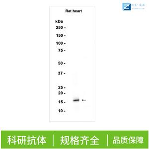 肥大细胞蛋白酶4抗体,MCPT4 Rabbit pAb