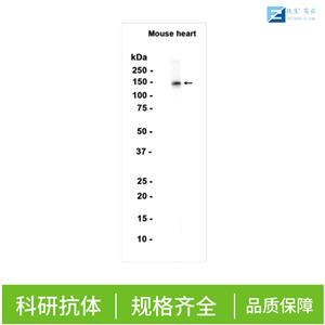 肺表面活性蛋白A抗体