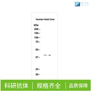甘氨酸转运蛋白1抗体