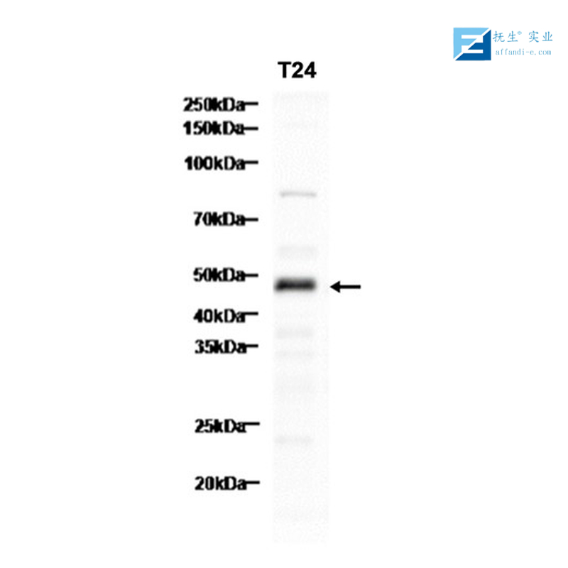 软骨糖蛋白39抗体,CHI3L1 Rabbit pAb