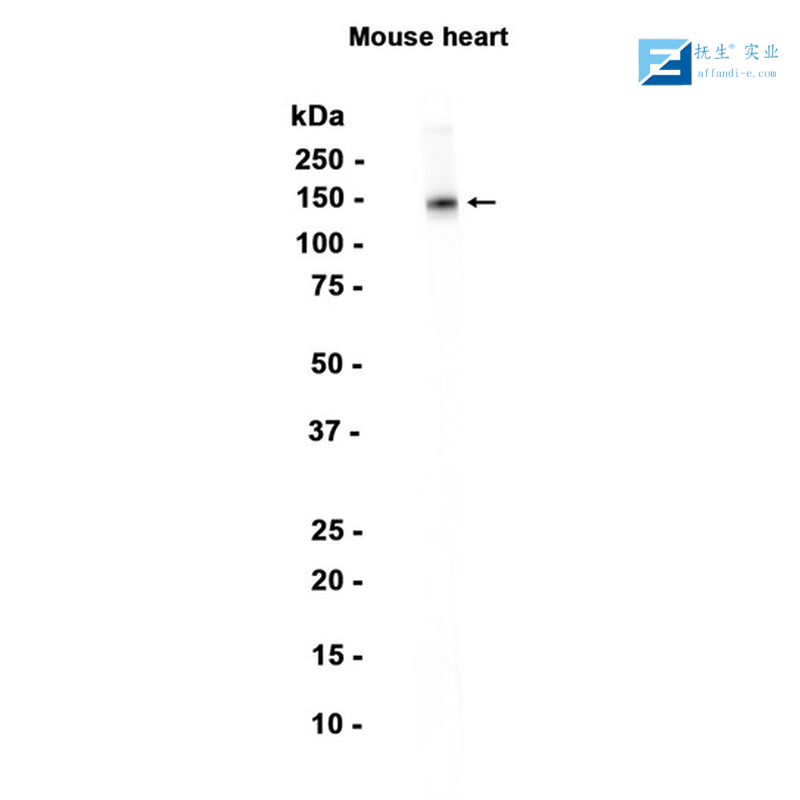 HA tag标签抗体,HA tag Rabbit pAb
