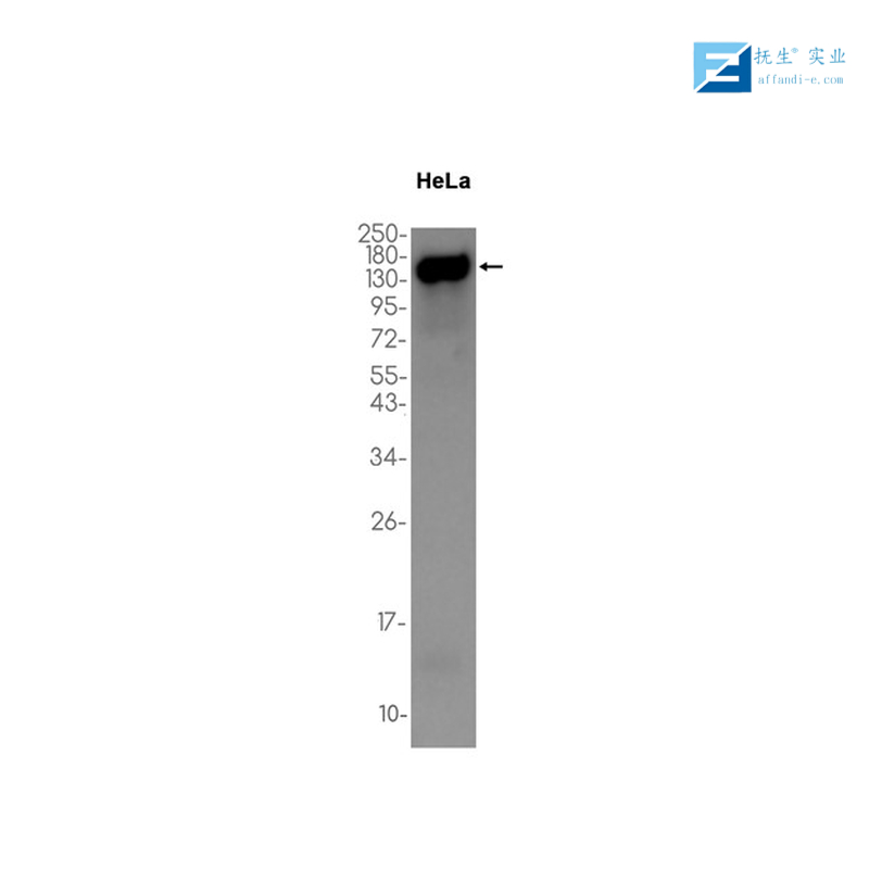 FLAG Tag标签（C端）抗体,FLAG Tag (CT) Rabbit pAb