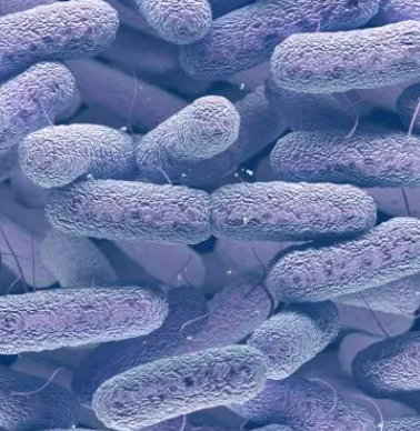 Pseudoalteromonas Donghaensis,Pseudoalteromonas Donghaensis