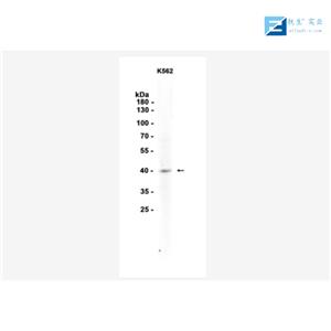 钠钙交换蛋白3抗体